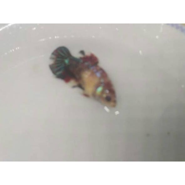 Limit Stock Ikan Cupang Betina Full Telur Siap Breed Koi Galaxy Marble Fancy Female Shopee Indonesia