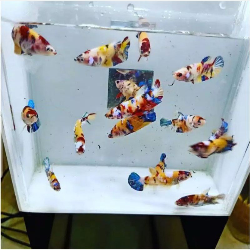 

Cupang Nemo Candy Yellow Base grade