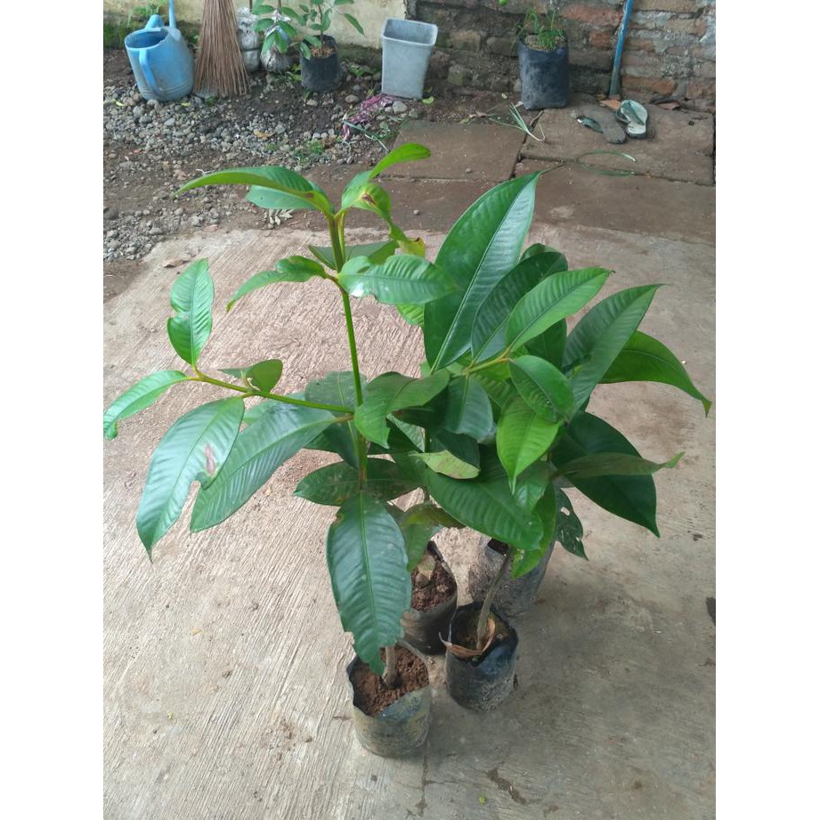 merah bibit tanaman buah manggis super k8i