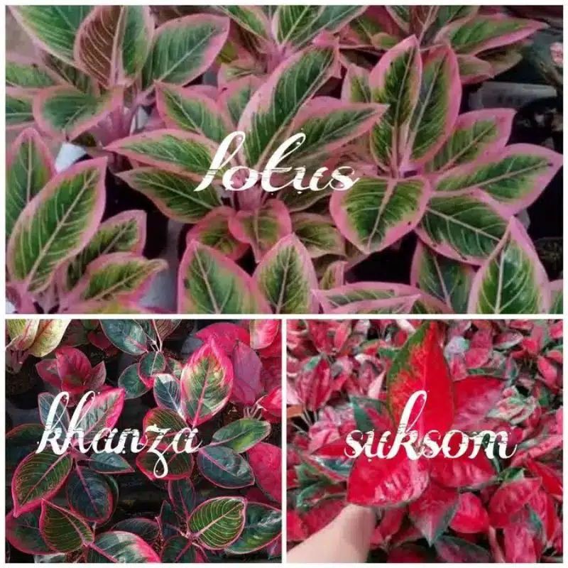 paket murah bonggol aglonema suksom jaipong - lotus - khanza
