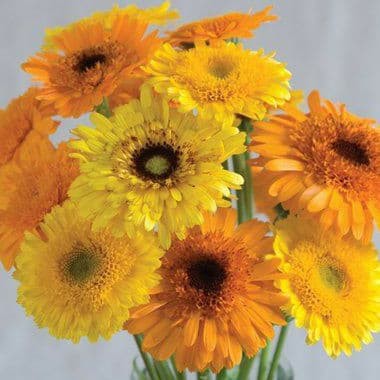 Benih Bibit Biji - Bunga Calendula Princess Orange Black Flower Seeds - IMPORT