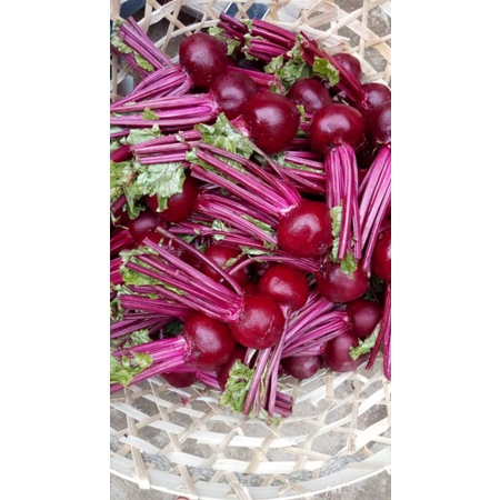 

Buah Bit / Beet Root Fresh