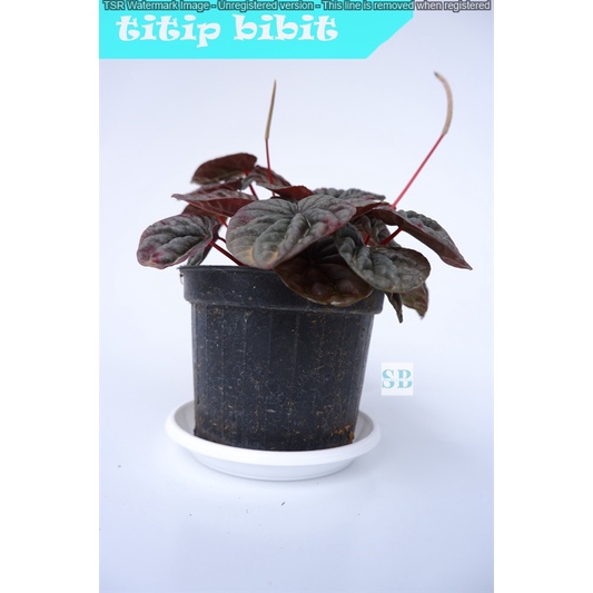 Tanaman Bunga Peperomia Caperata Red Rubby Ripple - Paperomia Merah BERGARANSI