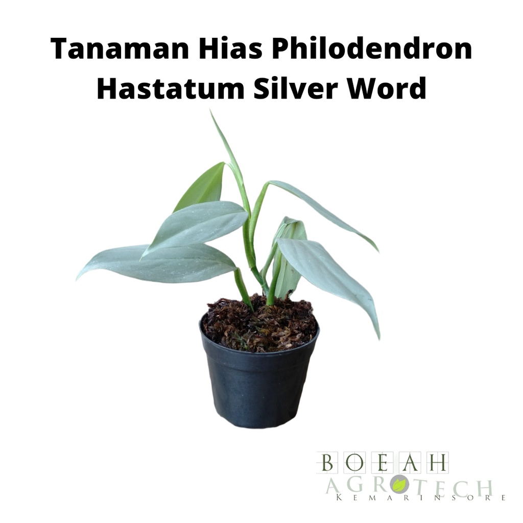 Tanaman Hias Philo Hastantum Silver Word