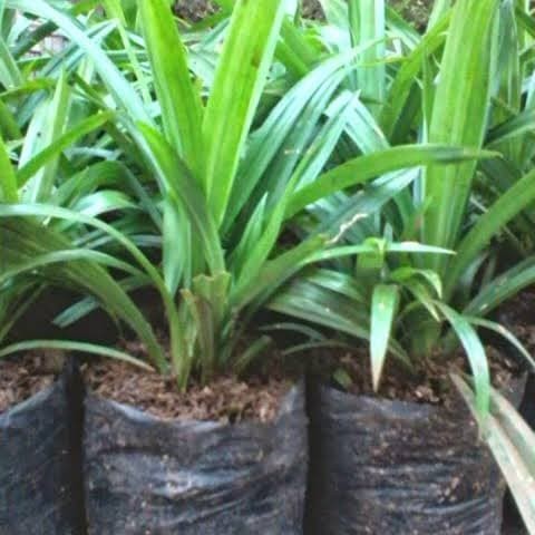 Bibit Tanaman Daun Pandan Wangi