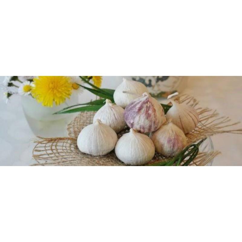 

Bawang lanang tunggal