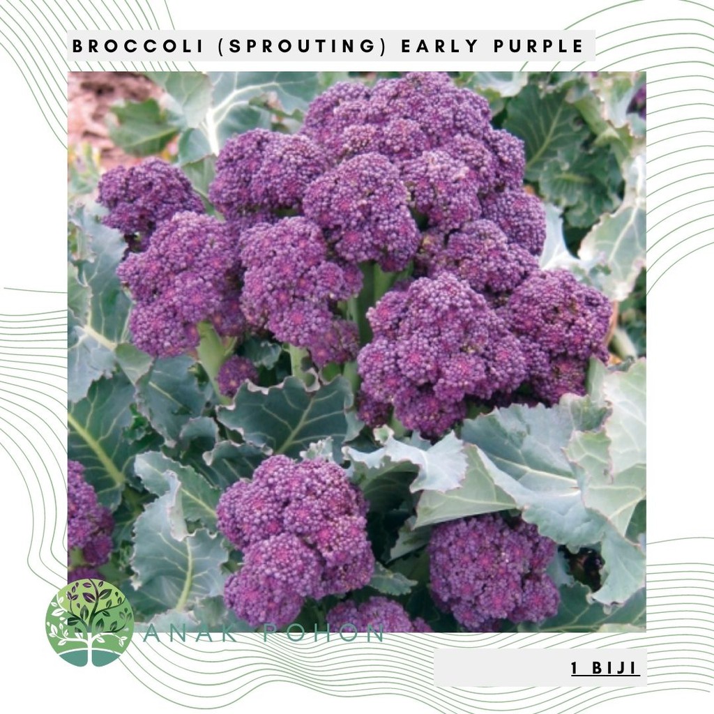 Benih Bibit Biji - Broccoli Sprouting Early Purple Brokoli Ungu Seeds - IMPORT