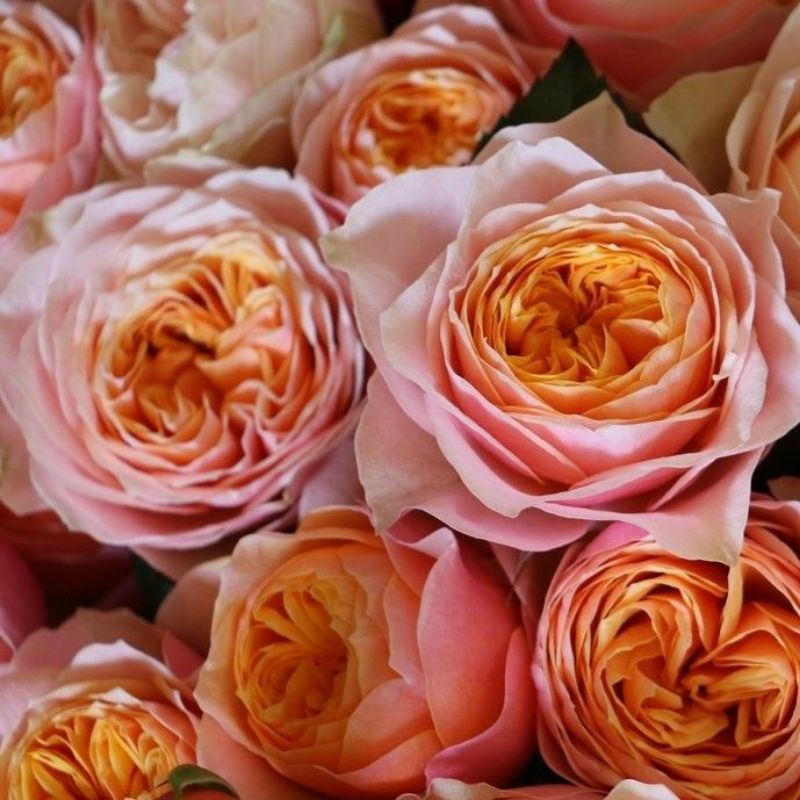 Tanaman Hidup Bunga Mawar Hidup Import Vuvuzela-mawar hidup-mawar murah-mawar import-mawar cantik-be