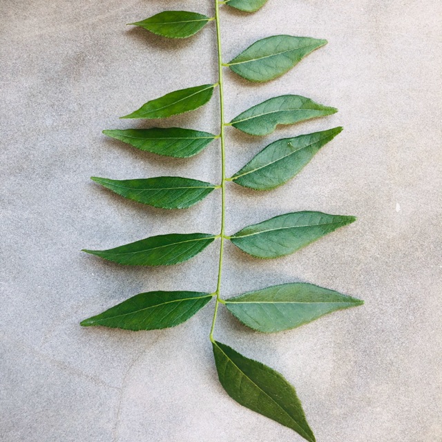 

Daun kari/ Salam koja