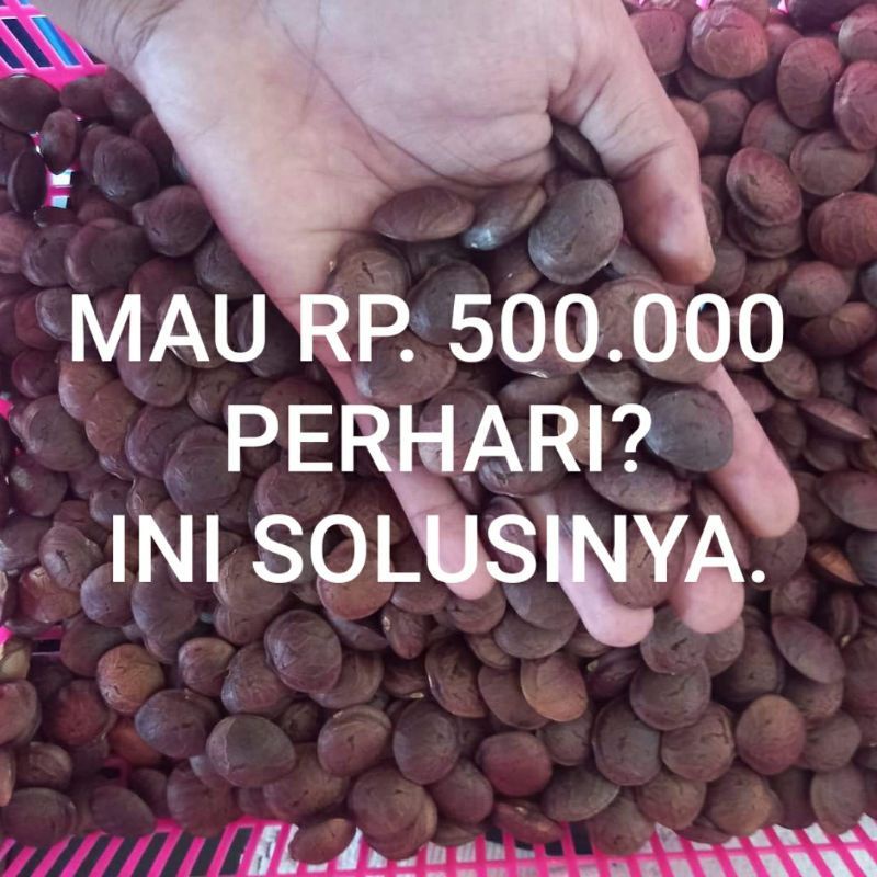 1 Kg Bibit, Benih Unggul Kacang sacha inchi, saca inchi, sanca inci