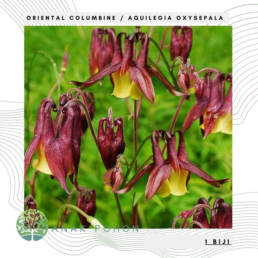 Benih Bibit Biji - Bunga Oriental Columbine (Aquilegia oxysepala) Flower Seeds - IMPORT