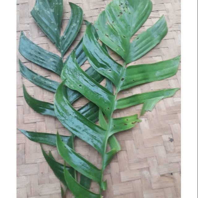 

Herbal daun ekor naga segar/lembar