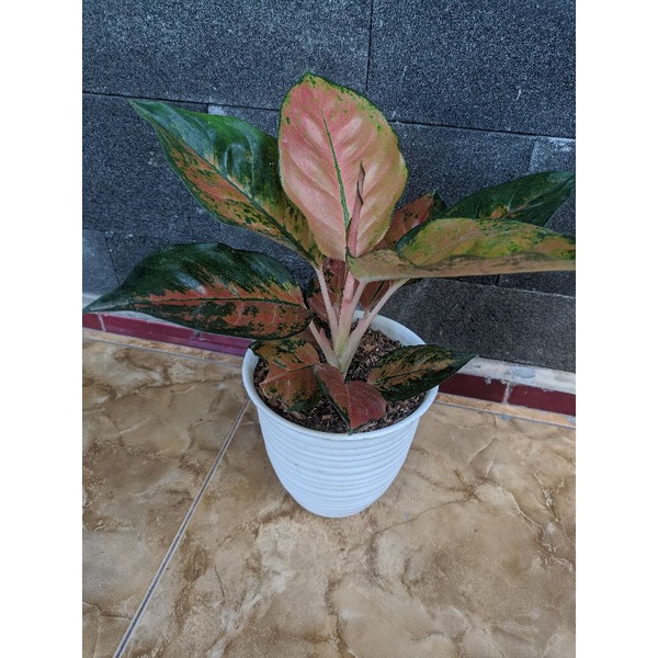 Tanaman Aglonema "Kochi Tembaga"