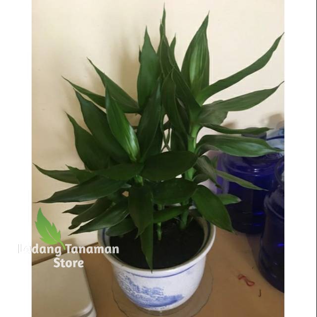 Tanaman Hias Sri Rejeki Hijau