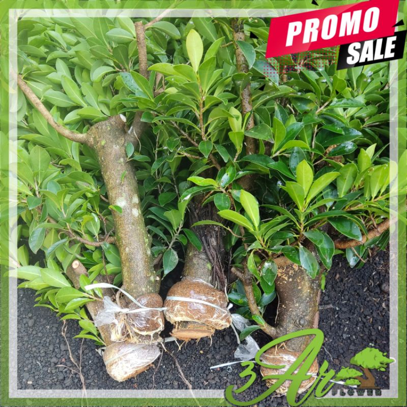 (BISA COD)BAHAN BONSAI BATANG BESAR FICUS BERINGIN ELEGAN ORI/ELEGAN PECAH BATANG