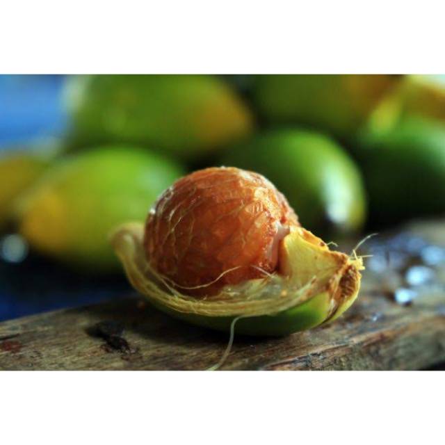 

Pinang Jambe Bua Herbal Buah Pinang