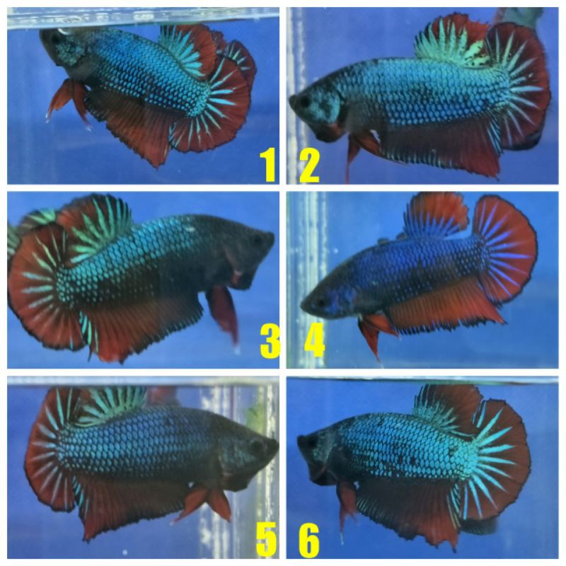 Ikan cupang plakat besgel line koi/avatar