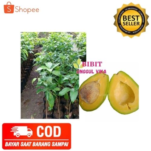 (COD) BIBIT ALPUKAT MIKI TANAMAN ALPUKAT POHON ALPUKAT MIKI ASLI