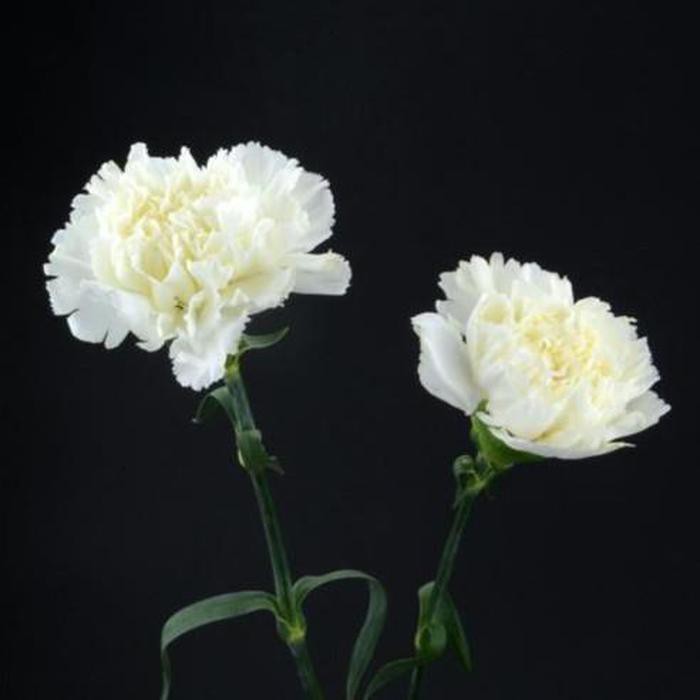 MYCA Bunga tiruan, anyelir, putih