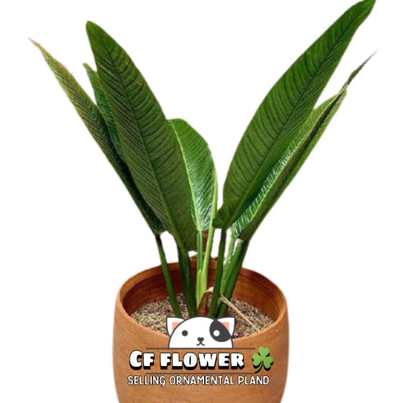 Tanaman hias philodendron lynette - Philo linet - Philodendron Lynette