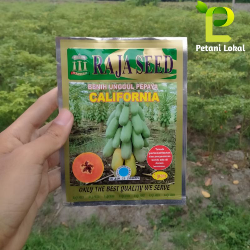 Jual Benih Unggul Pepaya California Kates California Raja Seed Gram