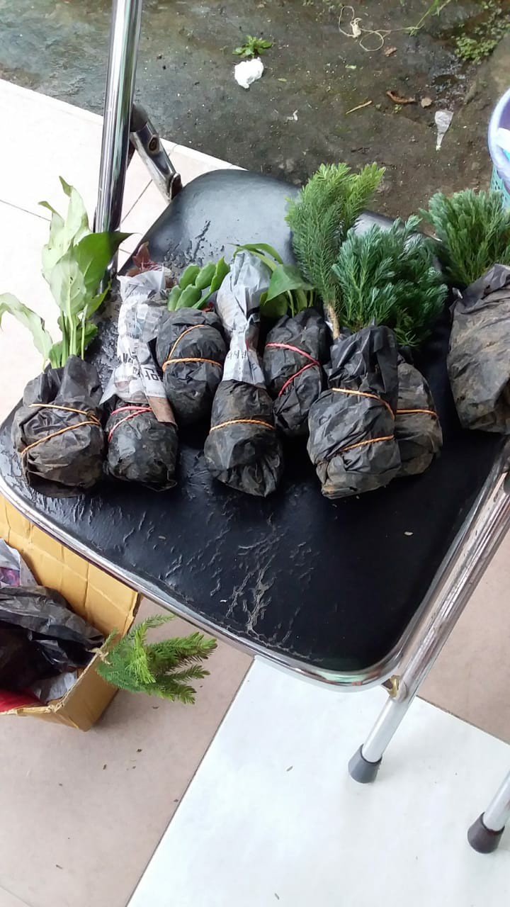 Tanaman Wijaya Kusuma Kepiting Ungu