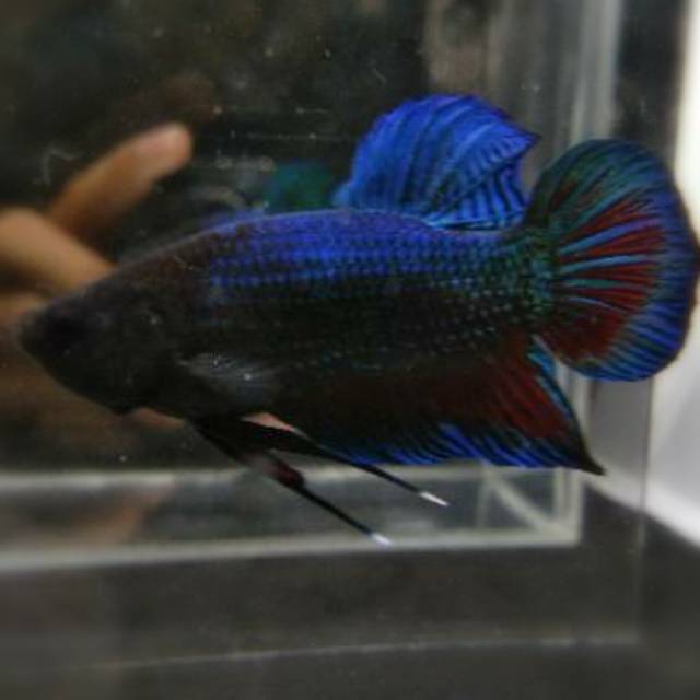 Ikan Cupang Lokal Aduan Super Betta Fish Murah Depok Shopee Indonesia