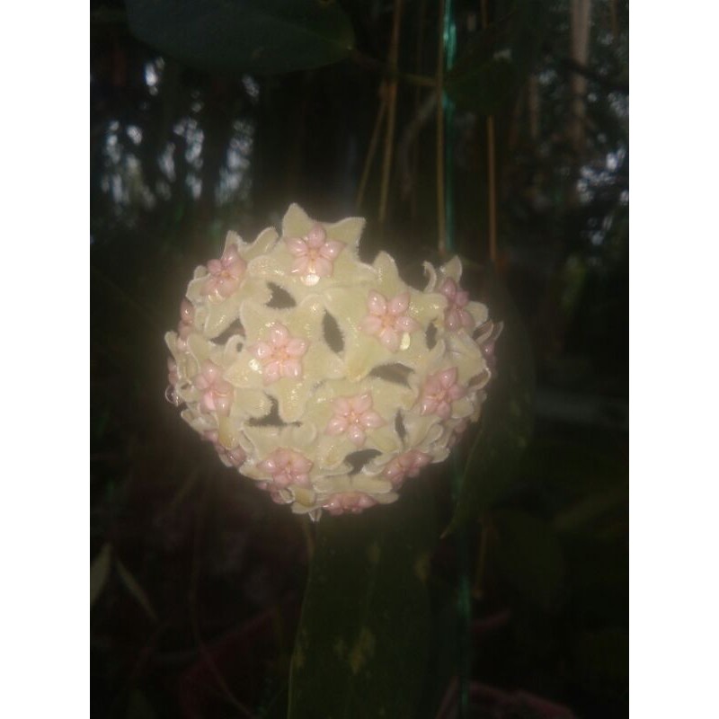 Hoya Sp sulawesi