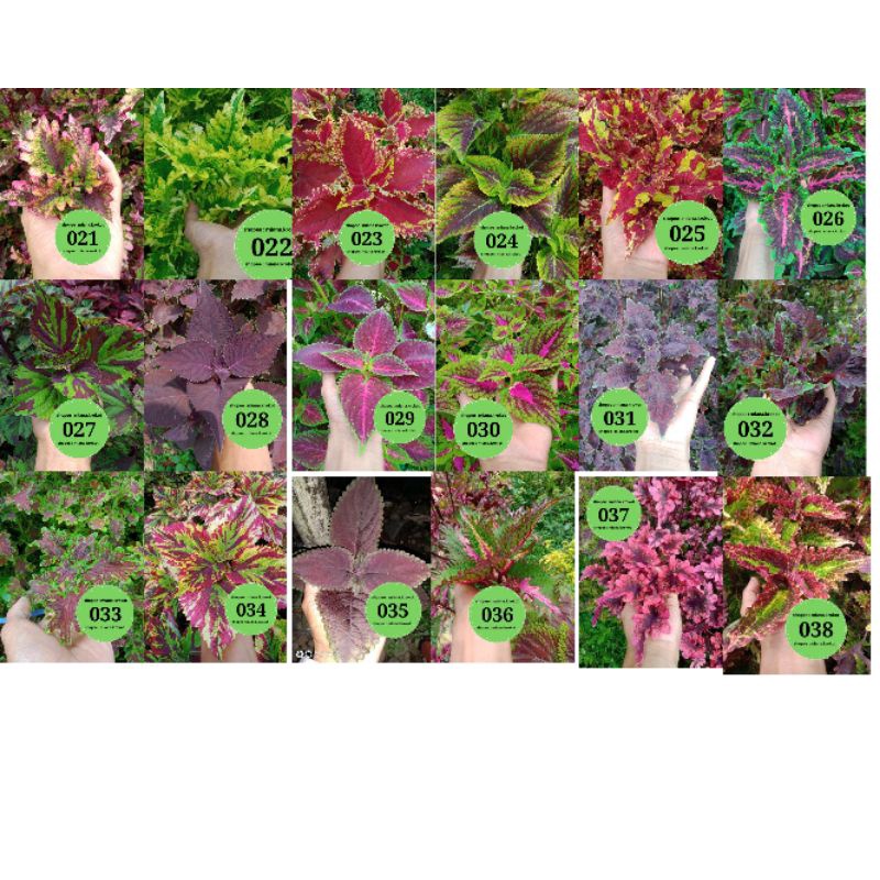 40 jenis tanaman hias miana bentuk stek | miana |miana |coleus -TANAMAN HIAS BERAKAR