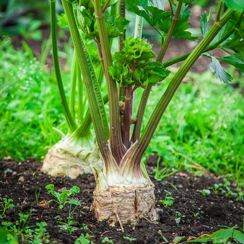 Benih Bibit Biji - Celeriac Giant Prague (Apium graveolens var. rapaceum) Seeds - IMPORT