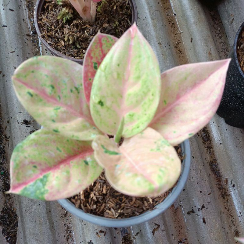 AGLONEMA EMERALD MUTASI