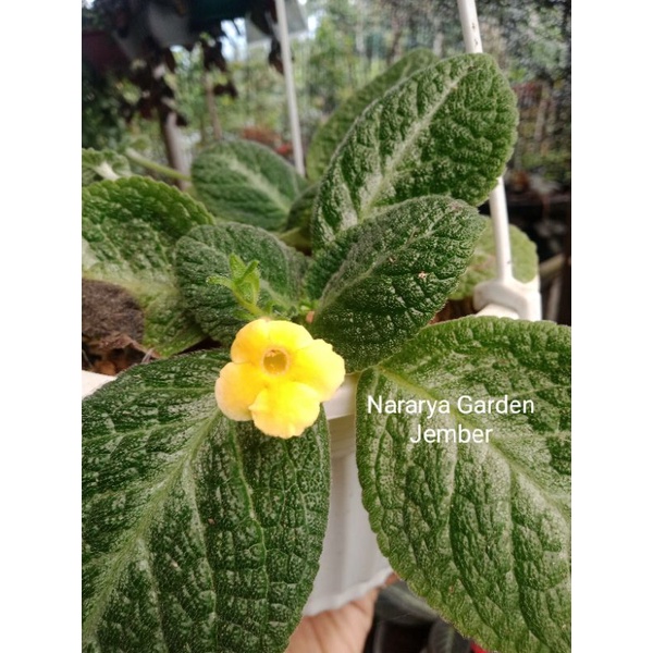 Episcia Import Monet bunga kuning