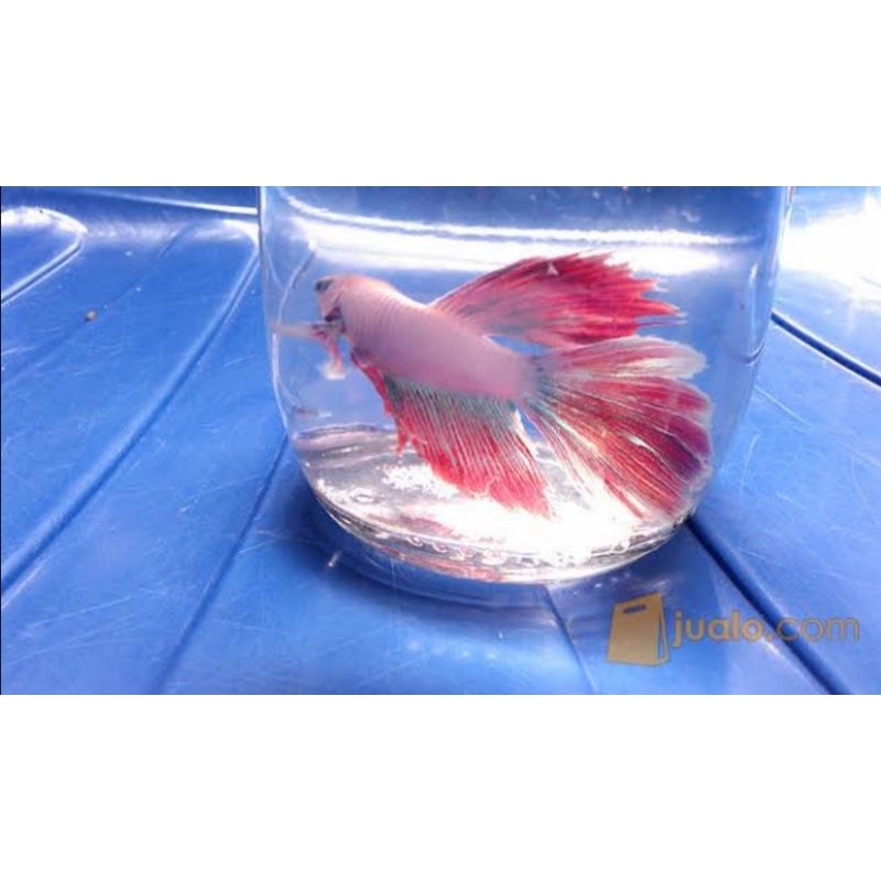 ikan cupang halfmoon