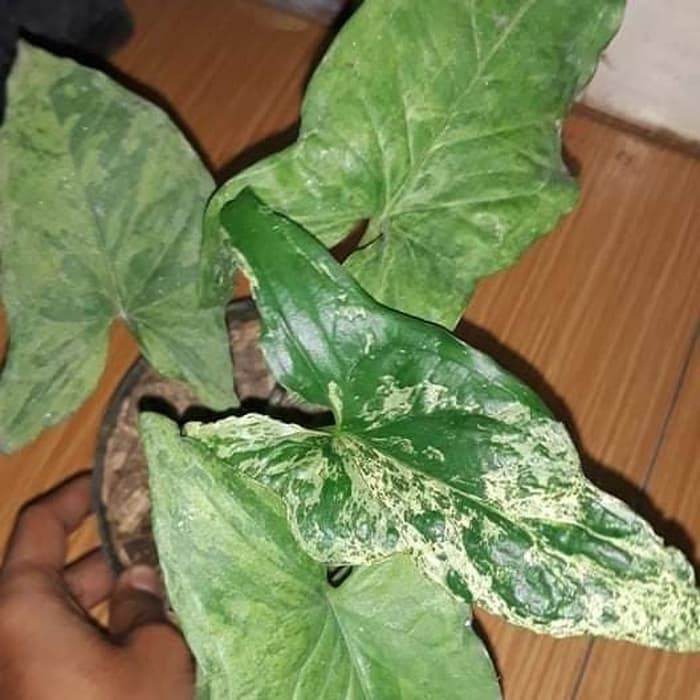 tanaman hias sengonium mojito syngonium mojito