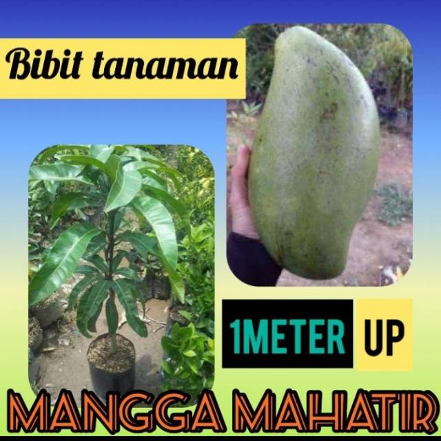 Bibit Mangga Mahatir 1 meter  / Pohon Buah Mangga Mahatir