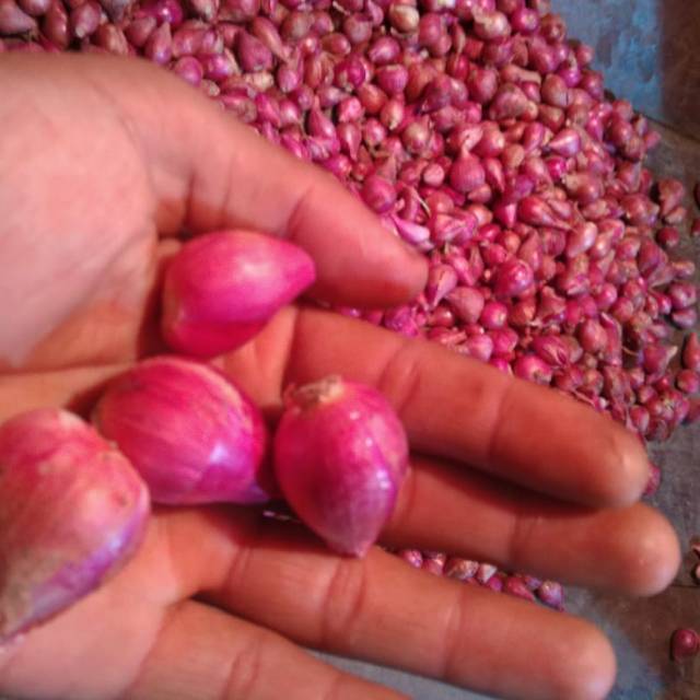 

Bawang merah