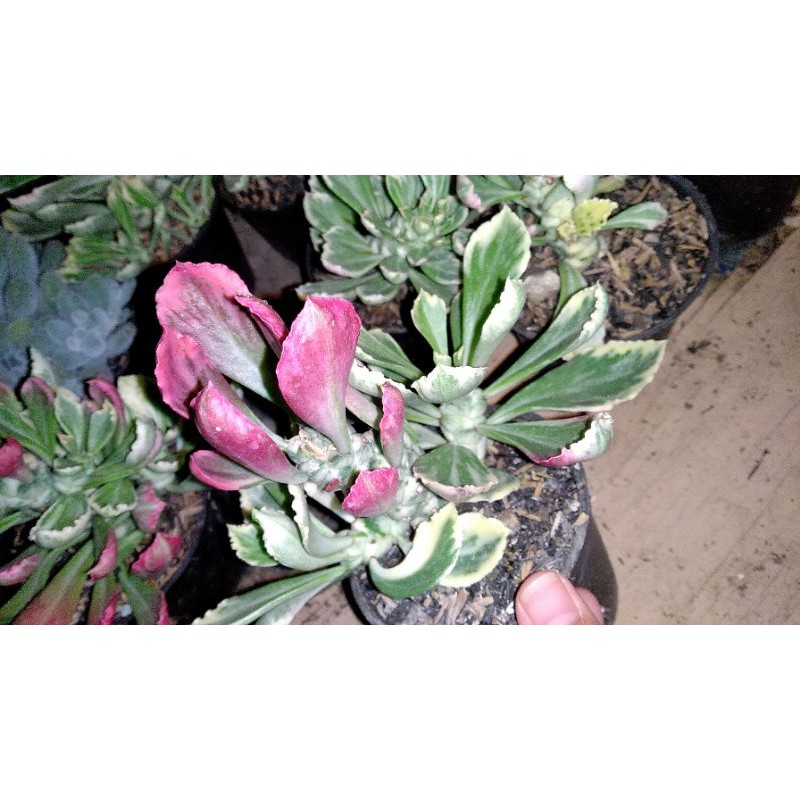 sukulen jenis euphorbia monadenium