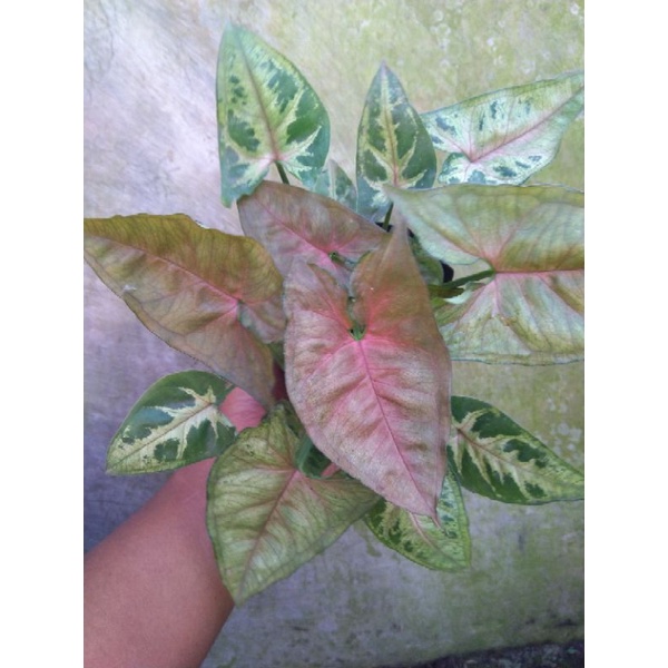 syngonium/syngonium crismas/syngonium