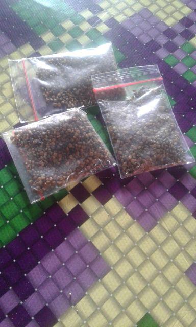 Biji Indigofera Hijauan Ternak - Kualitas Terbaik