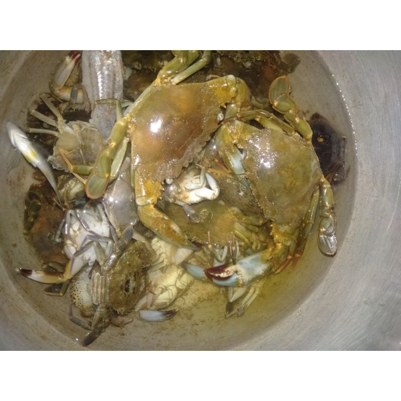

baby crab