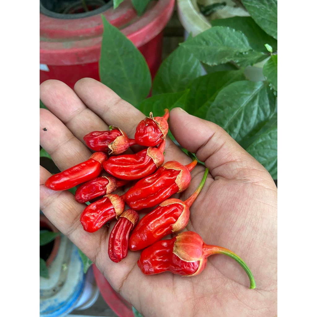 Benih Bibit Biji - Cabai Bubblegum BBG Red Pepper Seeds