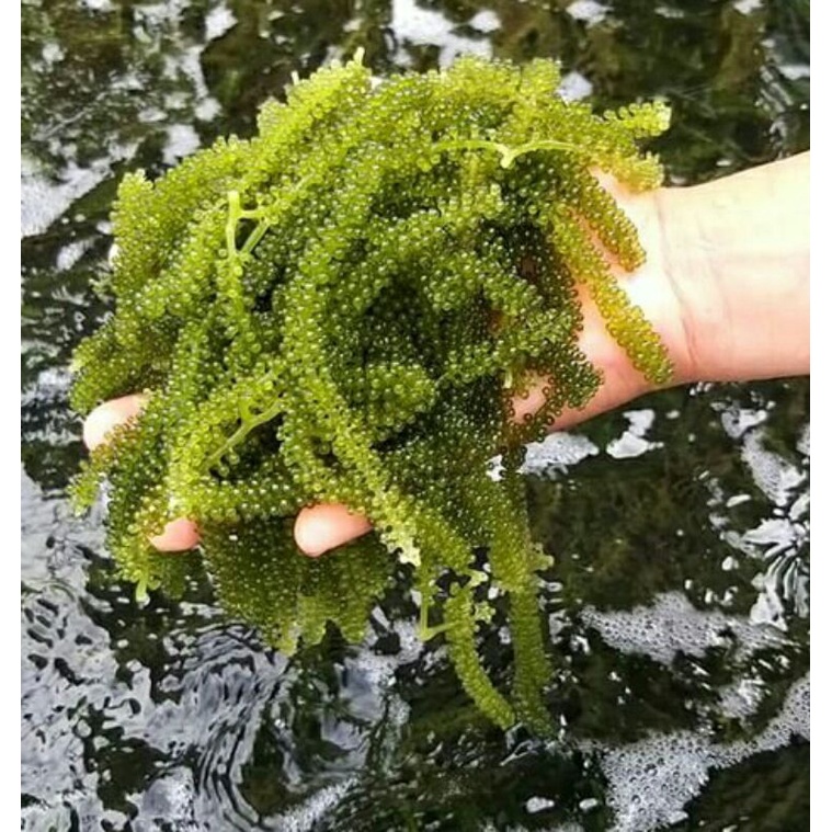 

anggur laut / seagrapes / latoh / green caviar