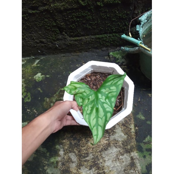 

keladi tattto