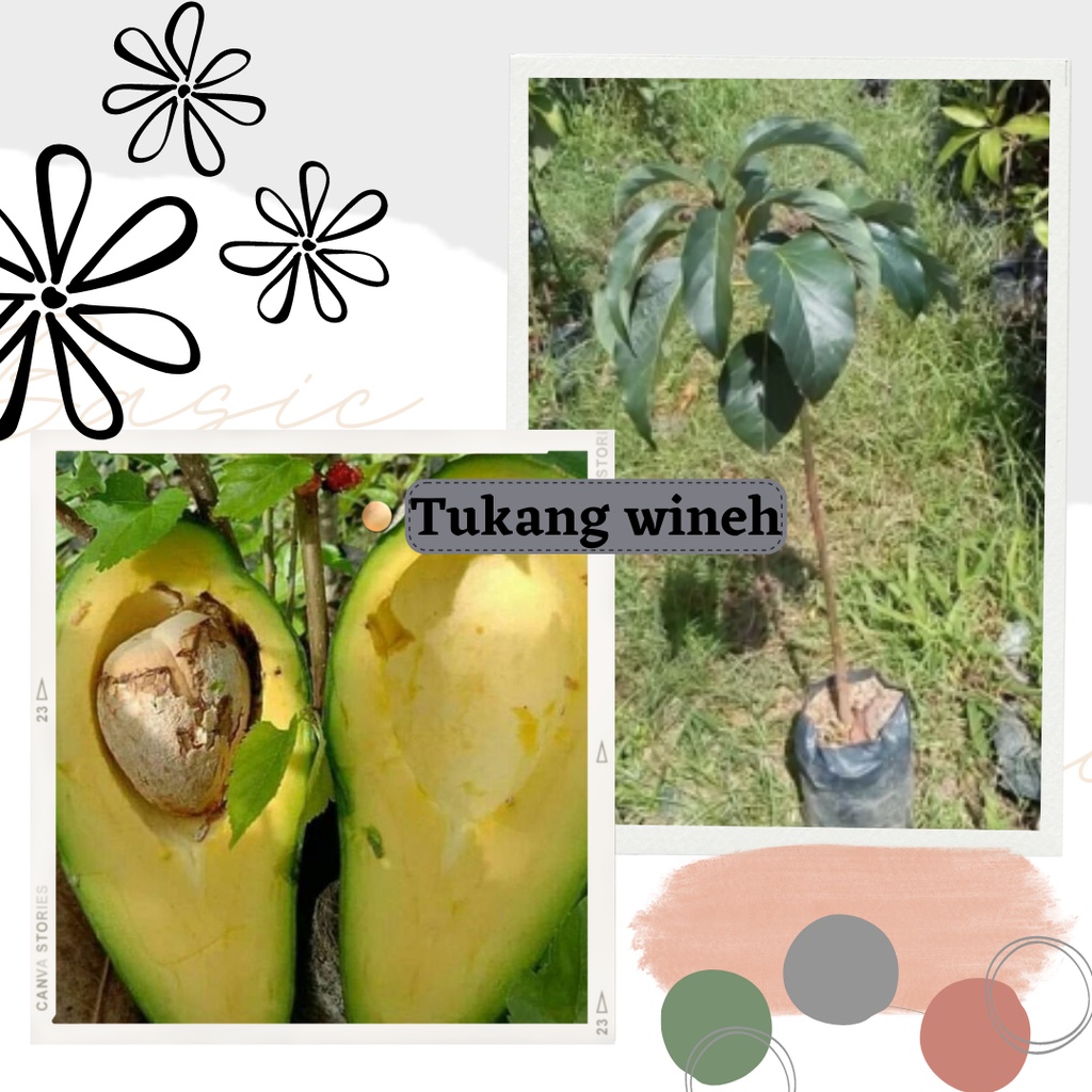 Bibit Buah Alpukat Yamagata Okulasi