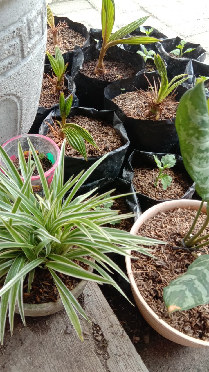 Polybag Plastik Isi 100