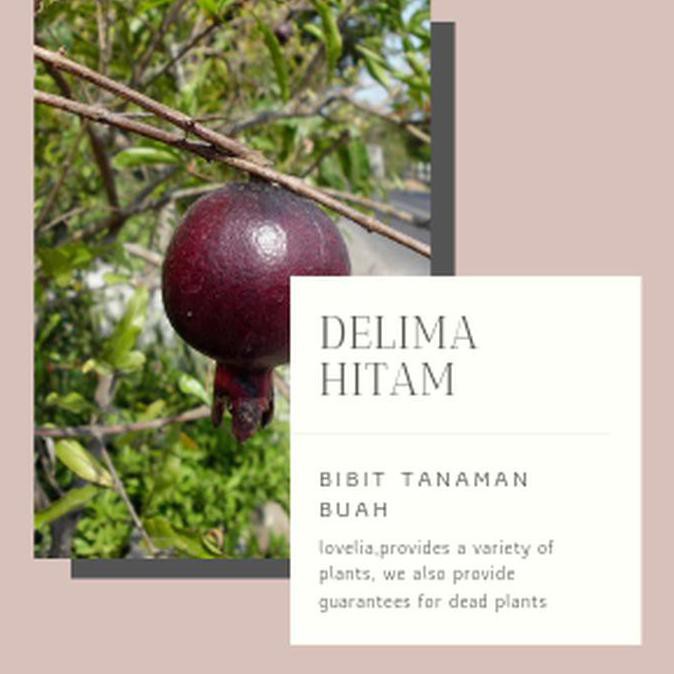 Rr Bibit Tanaman Buah Delima Hitam 40 Cm Pak0Y