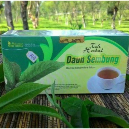 Teh Celup Sembung Obat herbal khasiat ampuh teh daun sembung original tazakka alami tanpa efek samping berkualitas asli 100% herbal