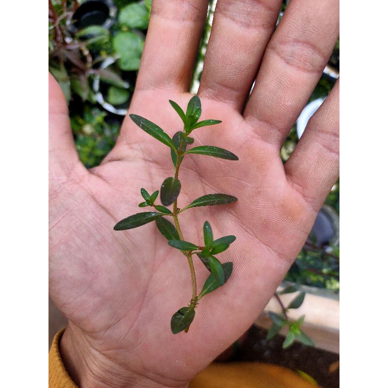 

rotala ramosior florida