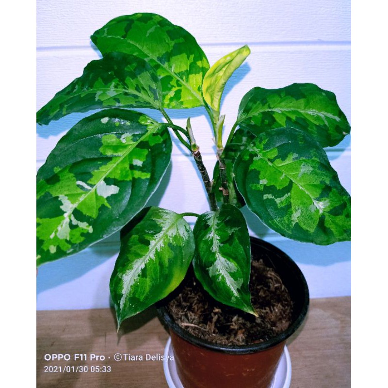 Aglonema Pictum Tricolor