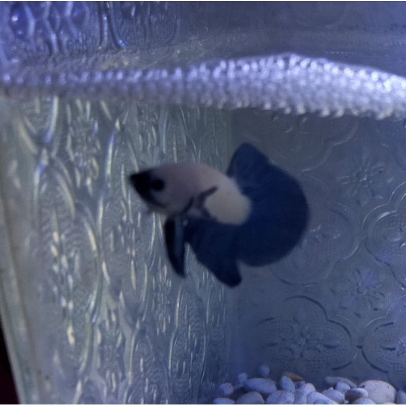 BLUE RIM BICOLOR LINE THAILAND